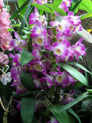 Orchids