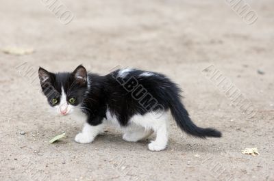 stray kitten walking