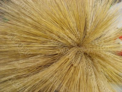 Yellow barley harvest background