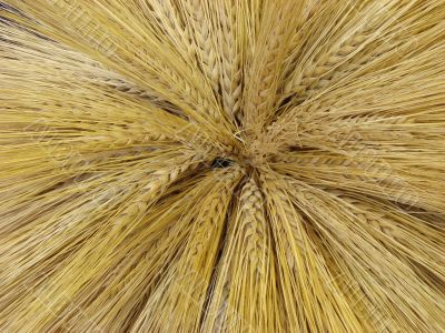 Yellow barley harvest background