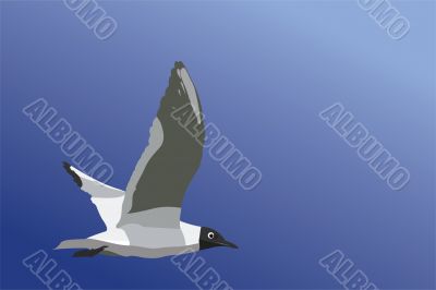 Seagull Seagull