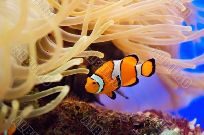 Fish and anemone Fish and anemone