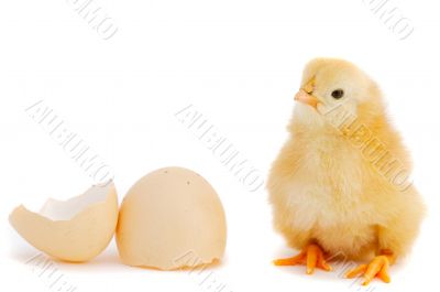 Adorable baby chick