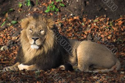 Male lion