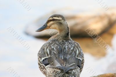 Duck in Profile