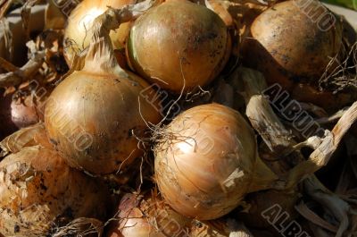 onions drying