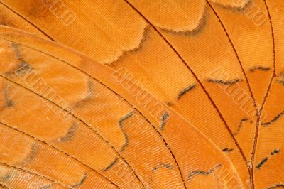 butterfly wing extreme closeup