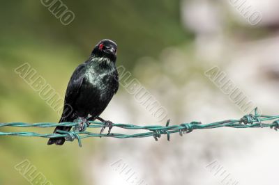 asian glossy starling on barbed wire