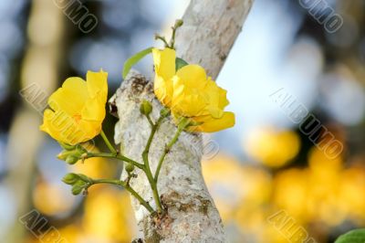 yellow tropical flowers