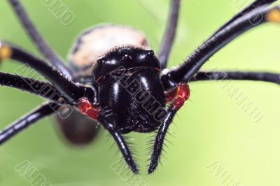 big orb spider closeup