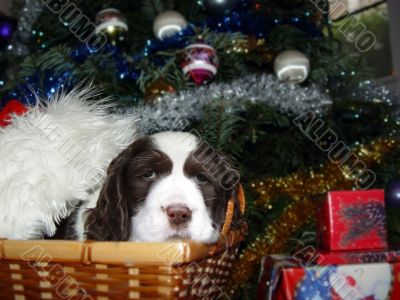 Best Christmas present