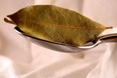 Bay Leaf