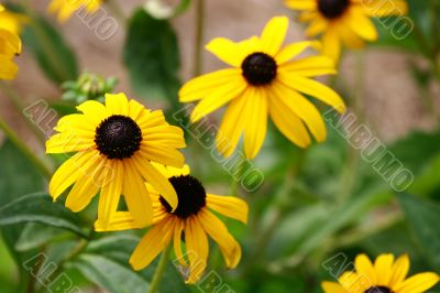 Brown Eyed Susans
