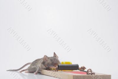 Dead Mouse in a Trap