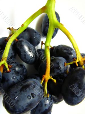 dark black juicy grapes