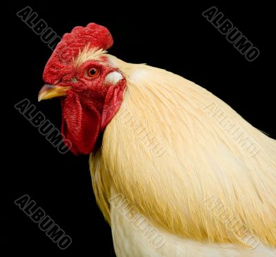 Rooster on Black Rooster on Black