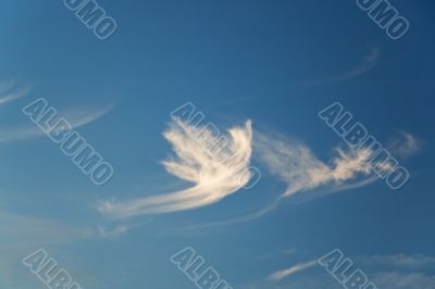 Dove-shaped cloud