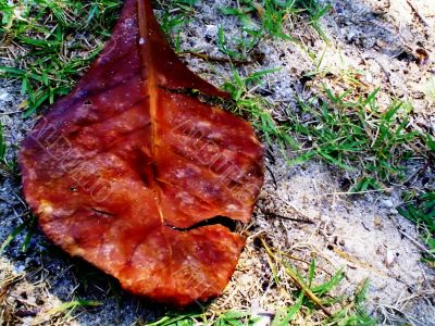dry leaf impermanent life