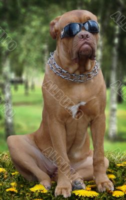 Brown dog  with sunglasses on muzzle