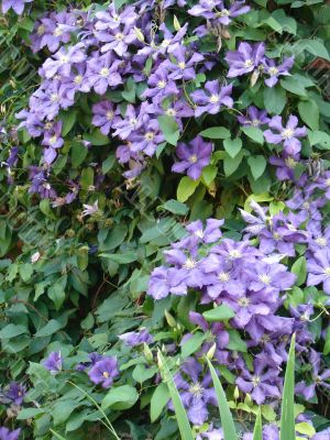 detailed close-up background of fresh flowers