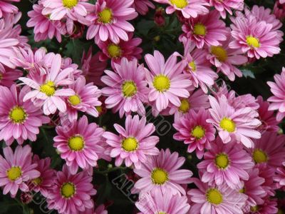 detailed close-up background of fresh flowers