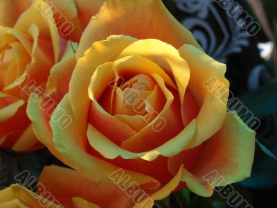 Lone yellow rose flower