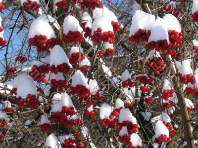 Snowy Snowball-tree Berry Bunch