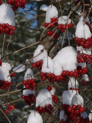 Snowy Snowball-tree Berry Bunch