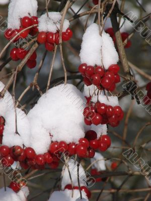 Snowy Snowball-tree Berry Bunch