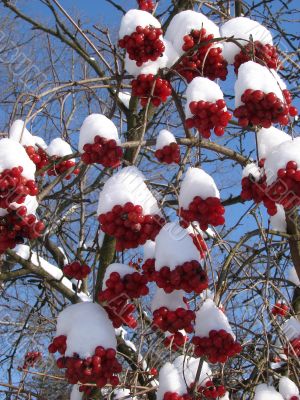 Snowy Snowball-tree Berry Bunch