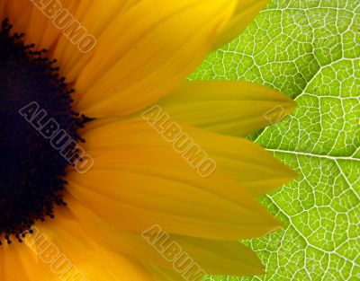 Bright Sunflower
