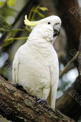 white parrot