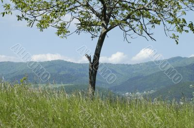 isolated tree