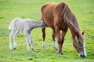 horse with its son eating grass