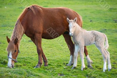 horse with its son eating grass