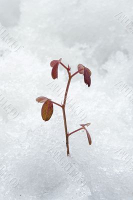 plant congealed by the cold