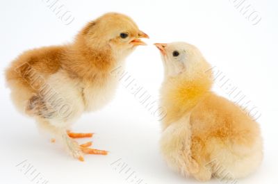 love between chickens
