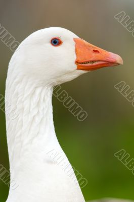duck in freedom