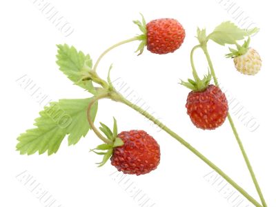 Wild strawberry