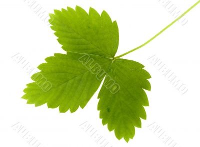 green leaf of wild strawberry