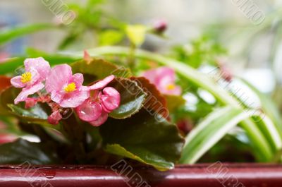 pink flowers closeup