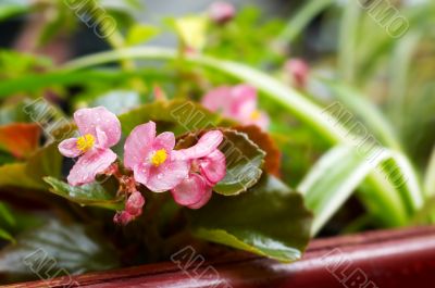 pink flowers closeup