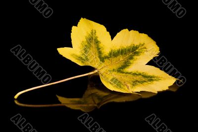 Golden Leaf