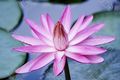 Pink Water Lily