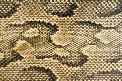 Snakeskin Texture