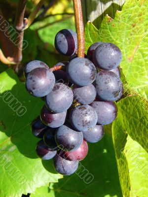 Wine Grapes