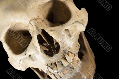 Skull w/ Clipping Path - Black Background