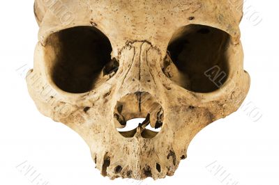 Skull w/ Clipping Path - Front View
