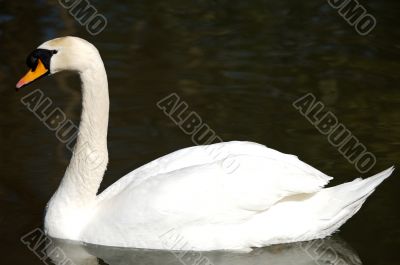 swan in freedom