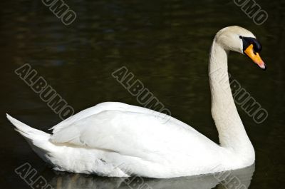 swan in freedom